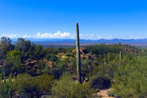 tucson-640x480-52728796.jpeg