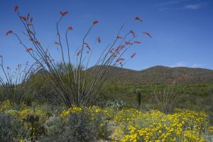 tucson-640x480-75874207.jpeg
