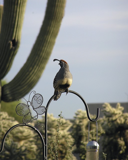 Tucson, Arizona