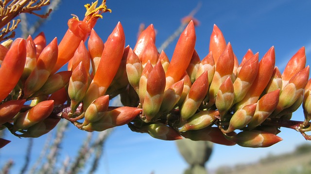 Tucson, Arizona