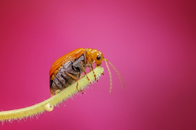 bugs