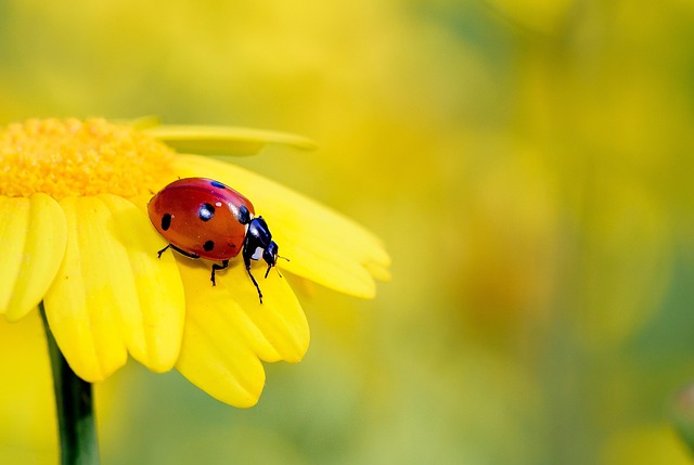 bugs-640x480-28729202.jpeg