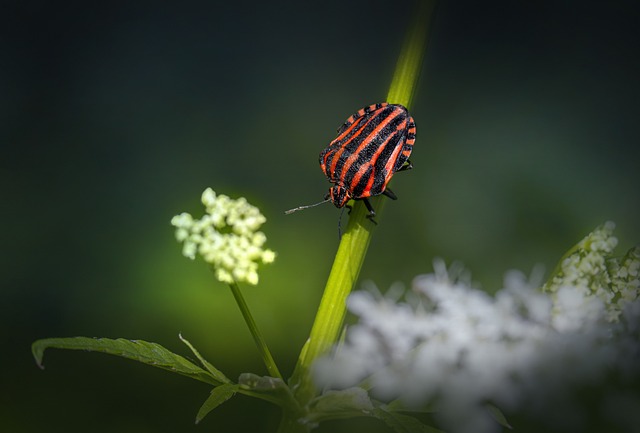 bugs-640x480-4068252.jpeg