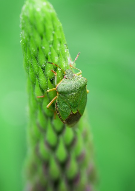 bugs-640x480-46117747.jpeg