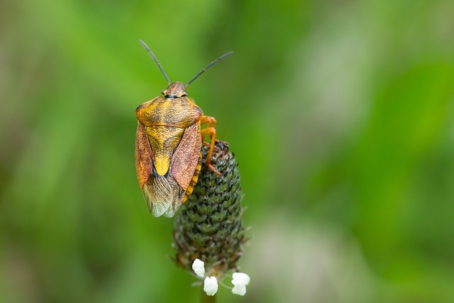 bugs