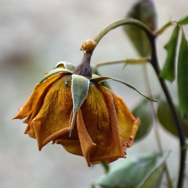 bugs-640x480-67980946.jpeg