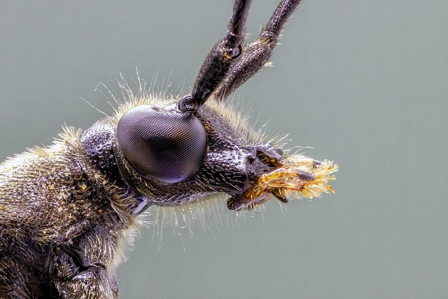 bugs