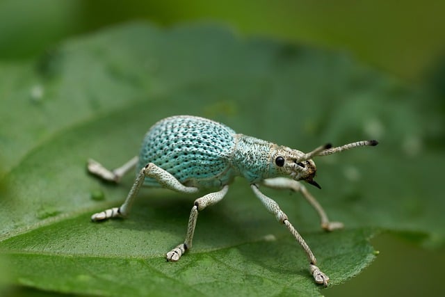 bugs
