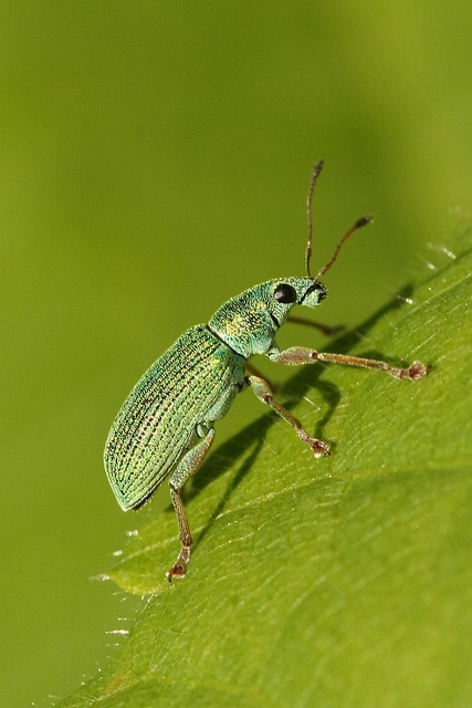 bugs