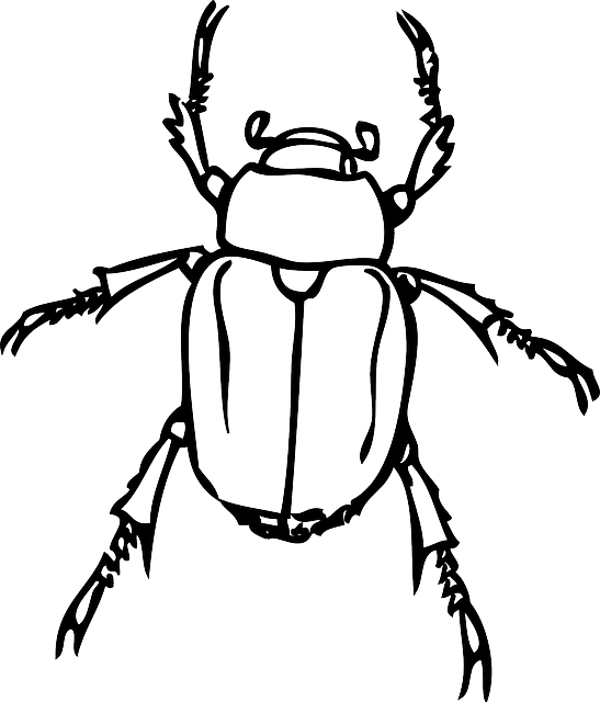 bugs