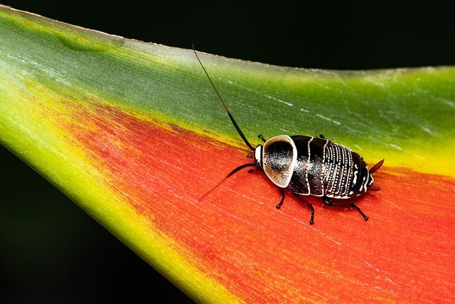 cockroach