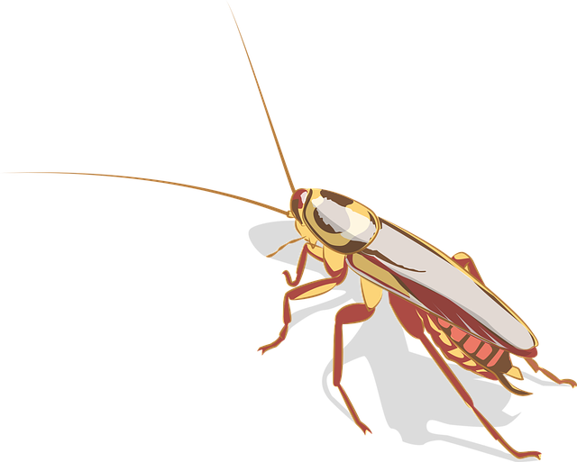 cockroach-640x480-13927130.png