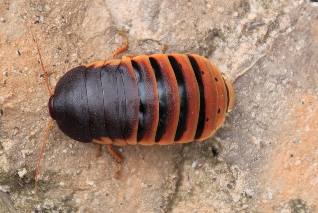 cockroach-640x480-14312058.jpeg