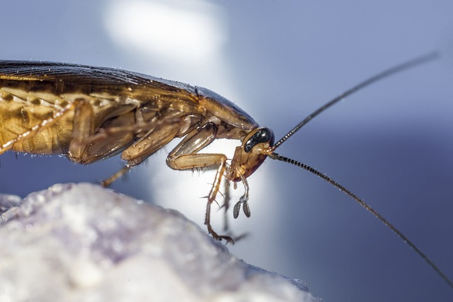 Rapid Response: Mastering Same-Day Roach Extermination in Tucson