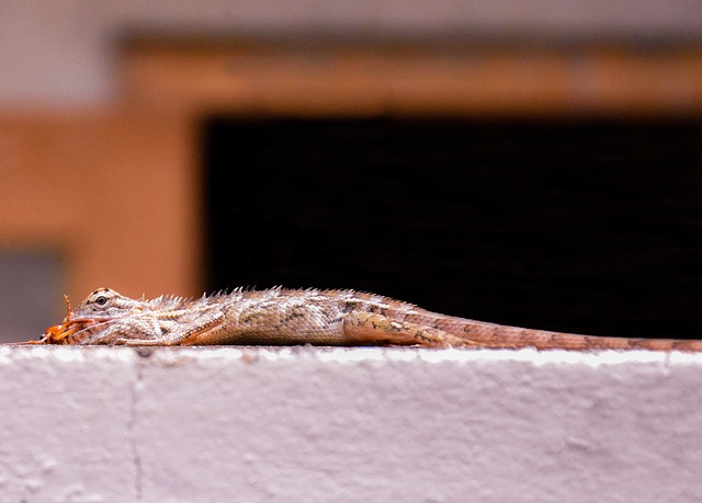 cockroach-640x480-23608543.jpeg