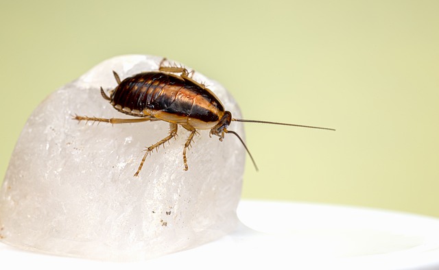 cockroach