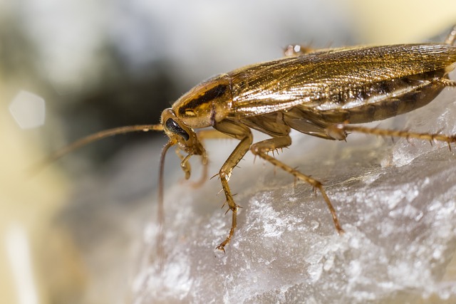 cockroach