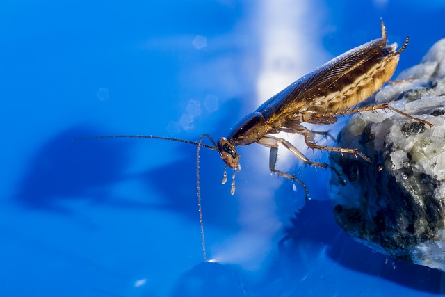 cockroach