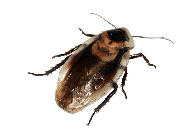 cockroach