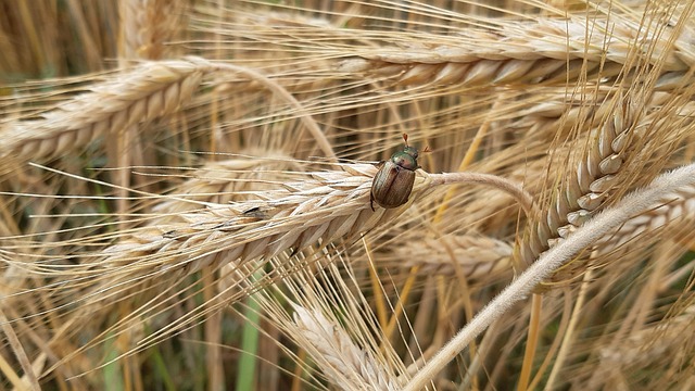 cockroach