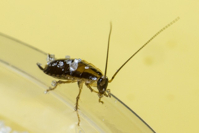 cockroach