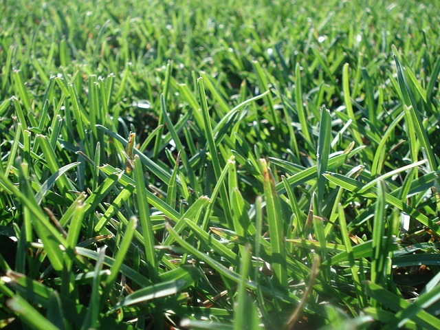 Lawn Care, Landscaping