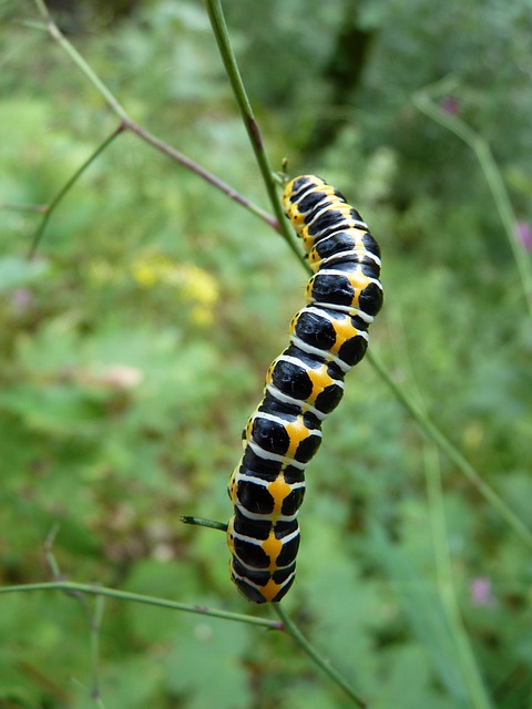 pest control