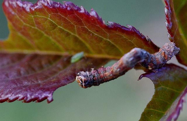 pest control