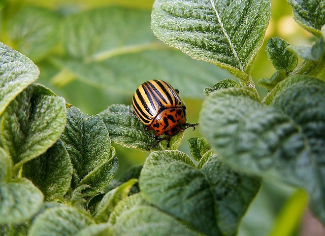 pest control