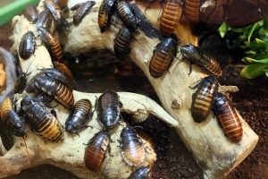pest-control-640x480-27957602.jpeg