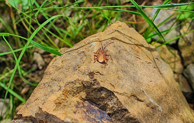 pest control