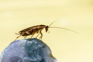 pest-control-640x480-41333184.jpeg