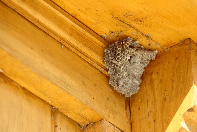 pest control