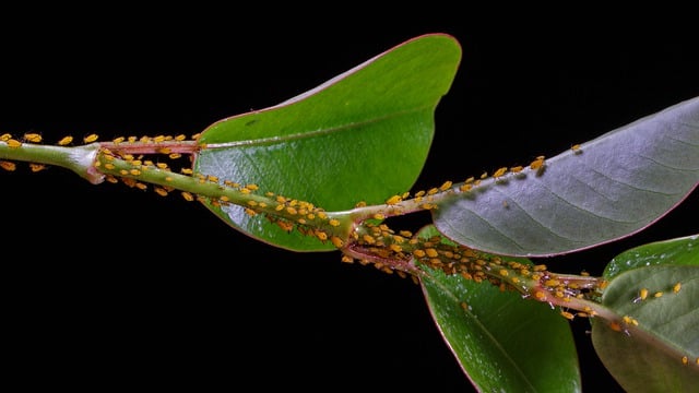 pest-control-640x480-61919376.jpeg
