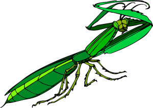 pest-control-640x480-66967941.png