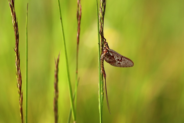 pest control