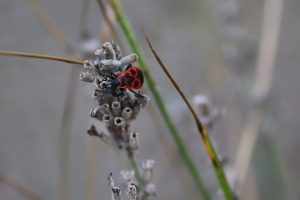 pest-control-640x480-83571155.jpeg