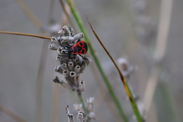 pest-control-640x480-83571155.jpeg