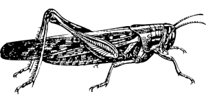 pest-control-640x480-96216266.png