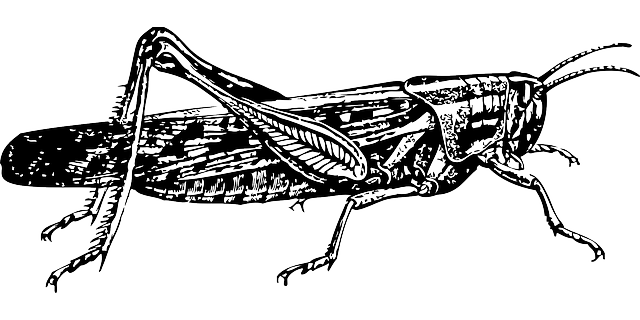 pest-control-640x480-96216266.png