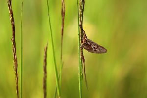 pest-control-bugs-rodents-640x480-18331298.jpeg