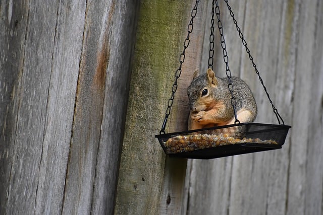 Pest Control, bugs, rodents