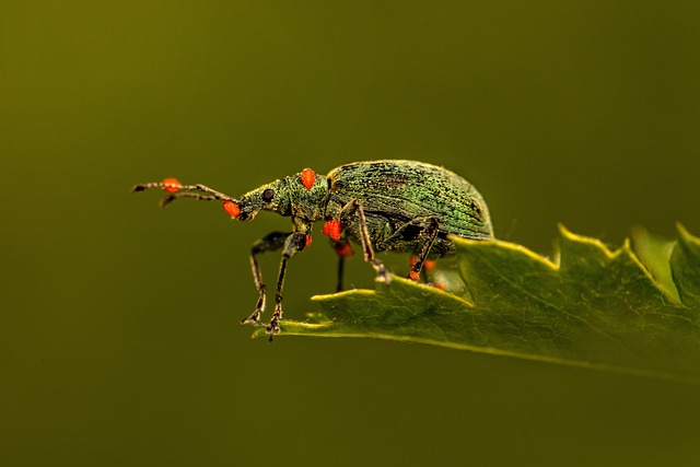 Protect Your Home from Termites: Inspection and Treatment Essentials