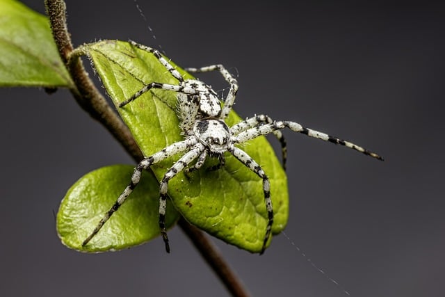 Guaranteed Peace of Mind: Assessing Pest Control Services’ Warranty Commitments