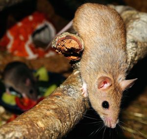 rats-mice-640x480-44350967.jpeg
