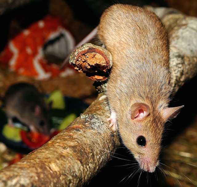 rats-mice-640x480-44350967.jpeg