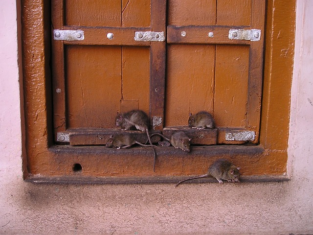 rats-mice-640x480-61997107.jpeg