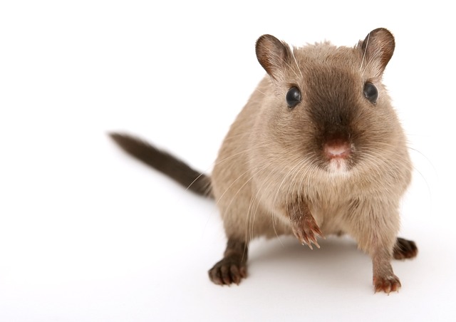 rats, mice