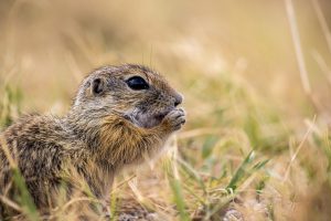 rodents-640x480-39217778.jpeg