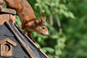rodents-640x480-40309478.jpeg
